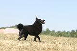 SCHIPPERKE 145